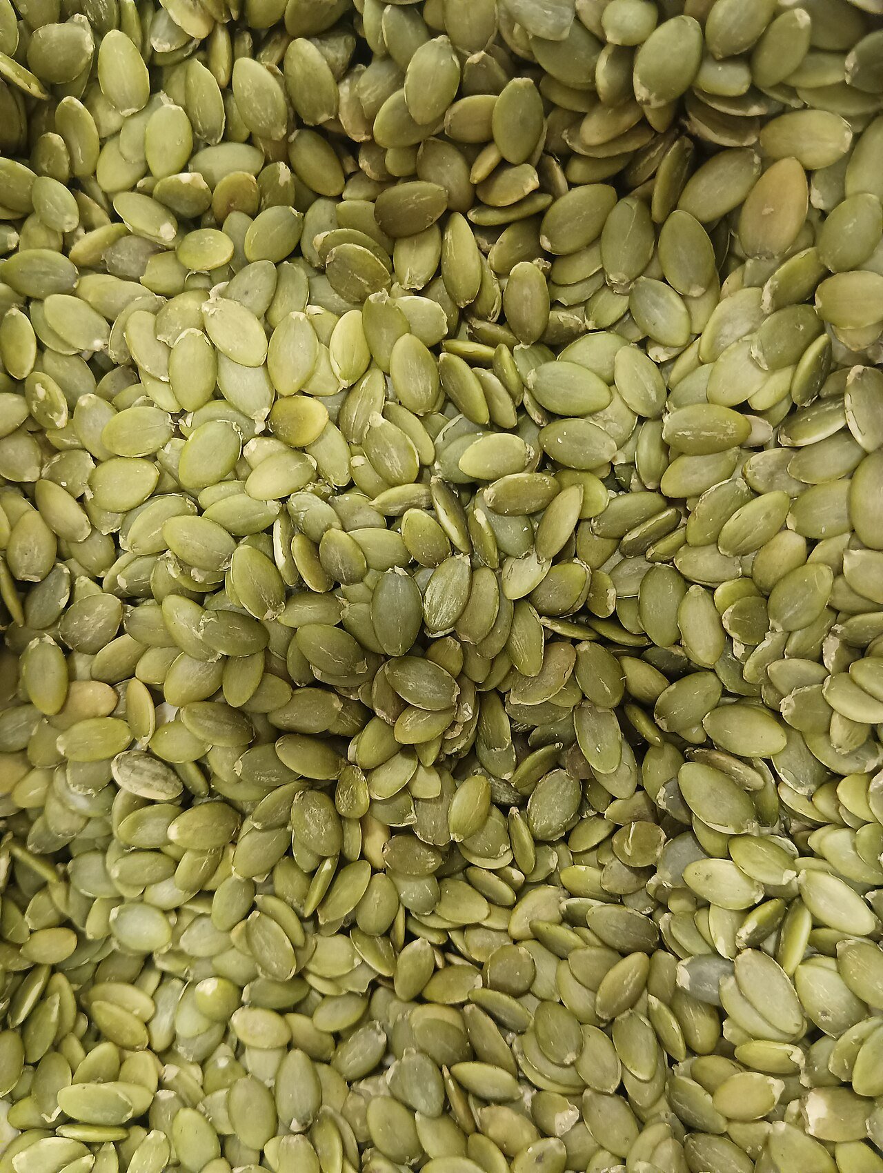 Egyptian squash seeds - الكوسة المصري