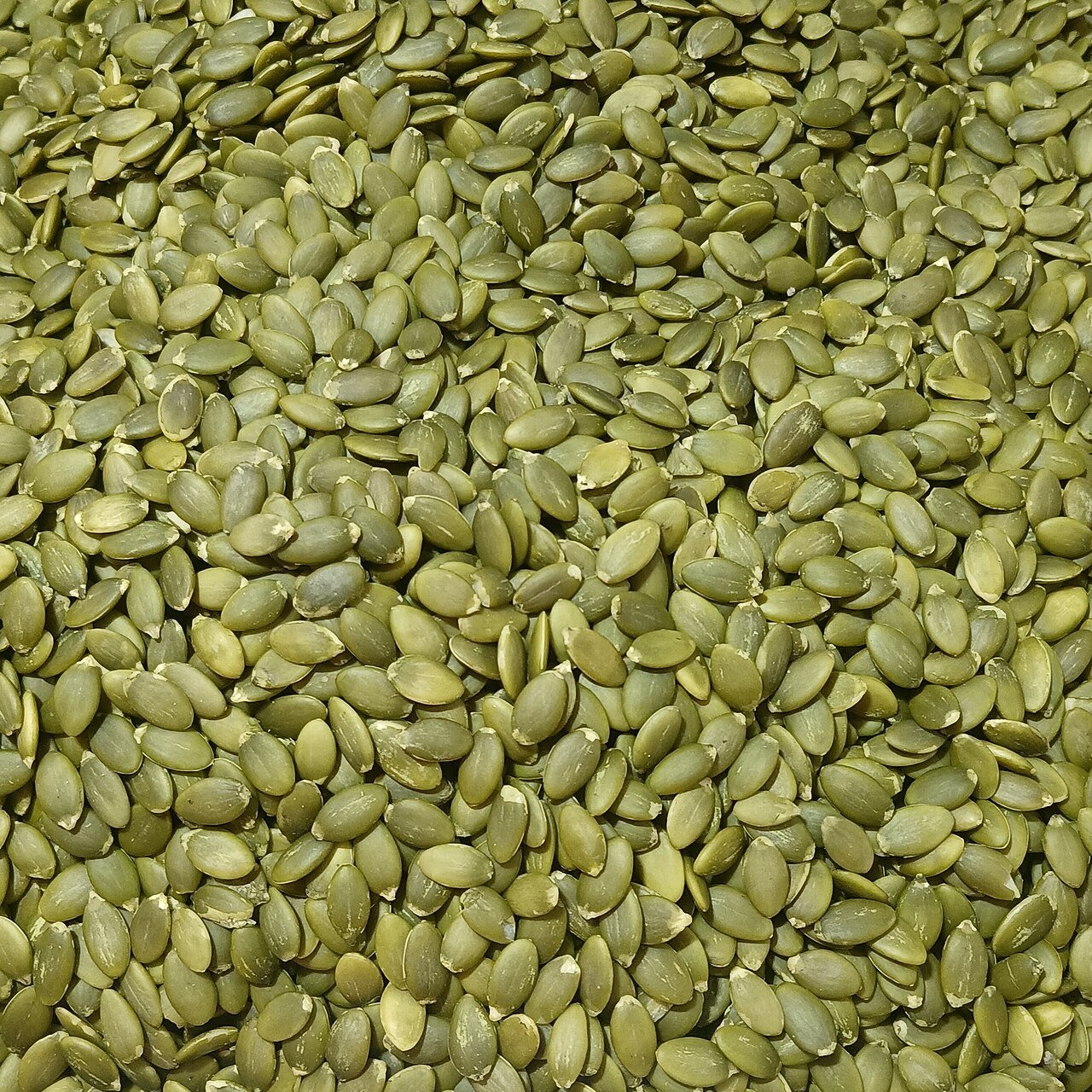 Chinese squash seeds - الكوسة الصيني